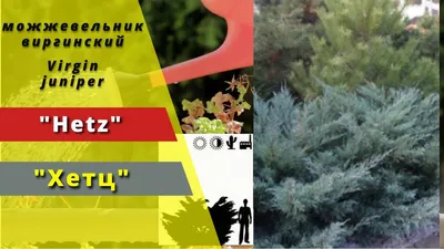 Hetz' - \"Хетц\". Juniperus virginiana. Можжевельник виргинский. Virgin  juniper. - YouTube