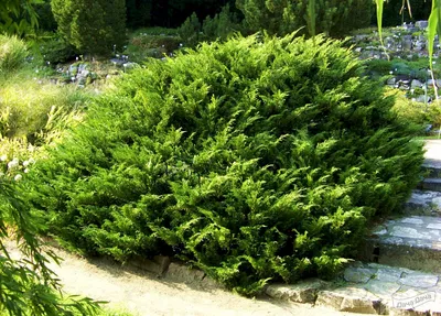 Можжевельник казацкий Вегри (Juniperus sabina 'Wegry') - описание сорта,  фото, саженцы, посадка, особенности ухода. Дачная энциклопедия.