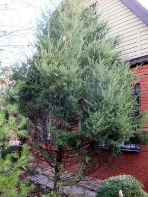 Можжевельник виргинский 'Glauca' (Juniperus virginiana) 27.10.14 - Альбомы  - www.TVplaneta.ru - форумы