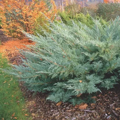 Можжевельник виргинский HETZ(Juniperus virginiana HETZ)