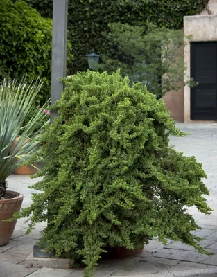 Можжевельник лежачий Нана (Juniperus procumbens Nana) / Садовый центр  Селятино