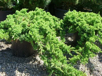 Можжевельник прокумбенс/лежачий Нана (Juniperus procumbens Nana), С3,  диам:25-35см: продажа, цена в Минске. Саженцы декоративных деревьев и  кустарников от \"ЧТУП \"Вырастим вместе ТРЭЙД\"\" - 49143612