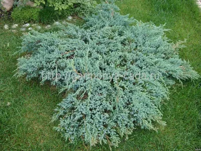 Можжевельник лежачий «Nana» Juniperus procumbens «Nana»