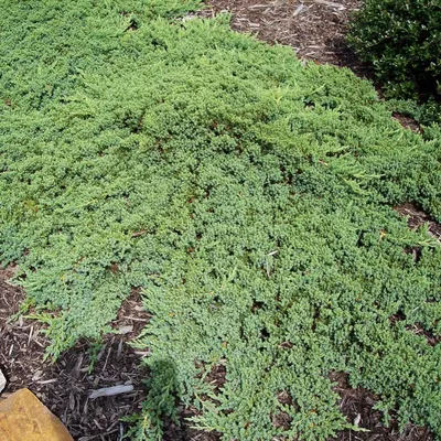 Саженцы Можжевельник лежачий - Можжевельник - GardenPlants