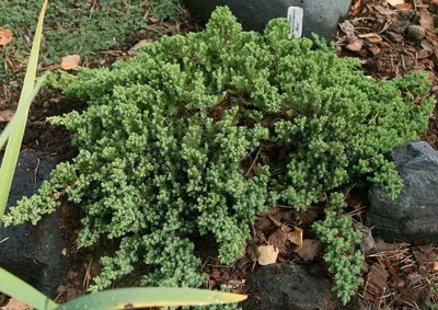 Можжевельник лежачий 'Nana' / Juniperus procumbens 'Nana' - купить саженцы  в Минске и Беларуси