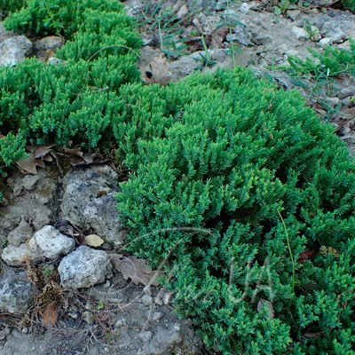 Juniperus procumbens Nana | Растения, Вид