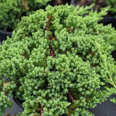 Ялівець лежачий Нана 2 річний, Можжевельник лежачий Нана, Juniperus  procumbens Nana, цена 55 грн — Prom.ua (ID#1361283192)