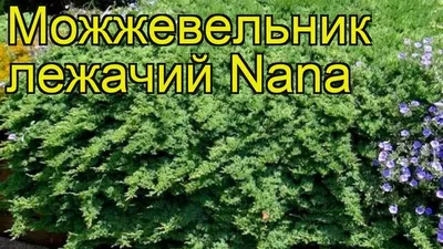 Можжевельник лежачий Нана. Краткий обзор, описание характеристик juniperus  procumbens Nana - YouTube