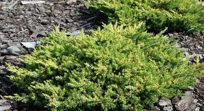 Juniperus procumbens 'Kishiogima' | Питомник Тайга