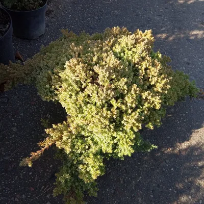 Можжевельник лежачий «Нана» Juniperus procumbens «Nana» | Питомник  \"ВЫРАСТИМ ВМЕСТЕ\"