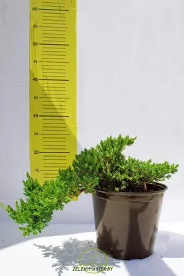 Можжевельник лежачий Нана (Juniperus procumbens Nana)