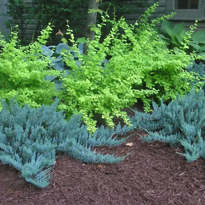 Можжевельник горизонтальный Блю Чип (Juniperus horisontalis Blue Chip) -  Питомник и Садовый центр Русские Деревья