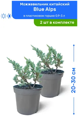 Можжевельник китайский: описание, сорта, посадка и уход — купить по низкой  цене на Яндекс Маркете