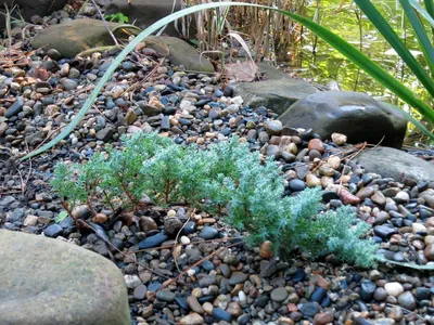 Можжевельник лежачий 'Нана' (Juniperus procumbens Nana) - Альбомы -  www.TVplaneta.ru - форумы