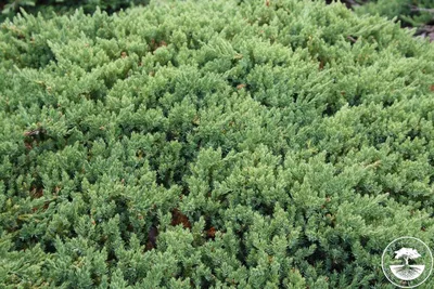 Juniperus procumbens 'Nana'