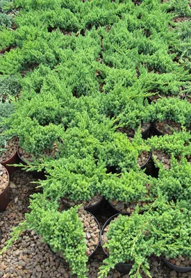 Можжевельник прокумбенс ”Нана”— Juniperus procumbens ”Nana” и крупномеры  купить в Краснодаре - описание сорта и фото | питомник растений Зеленый  капитал