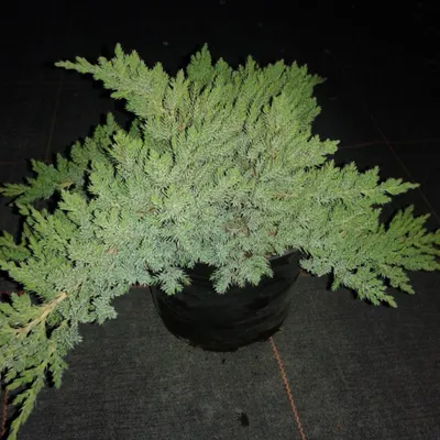 Можжевельник лежачий Нана (Juniperus procumbens Nana), купить в Украине,  цена 200.00 грн. грн