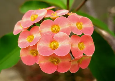 Молочай красивейший (Euphorbia pulcherrima) - PictureThis