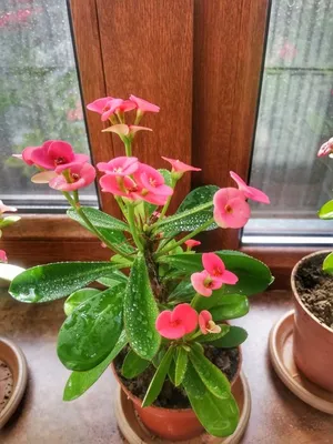 Молочай Миля (Euphorbia milii) D12 H25 купить в Санкт-Петербурге