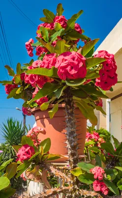 Молочай солнцегляд. - Euphorbia helioscopia L. - сорняк: распространение,  хозяйственное значение, методы борьбы