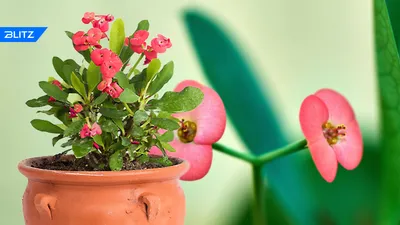 Комнатные растения для души и настроения: Euphorbia Milli: уход за молочаем  блестящим