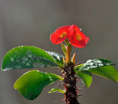 Молочай гребенчатый (Euphorbia lophogona) — описание, выращивание, фото |  на LePlants.ru