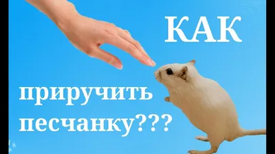 Песчанка купить в Ростове-на-Дону | Животные и зоотовары | Авито