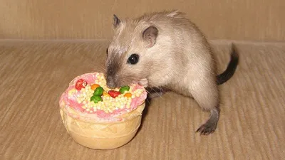 страница 2 | Фото Gerbil, более 100 качественных бесплатных стоковых фото