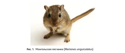 Монгольские песчанки. Gerbils in Russia. | ВКонтакте