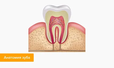 Как убить нерв в зубе: как выглядит, где находится и как можно убить зубной  нерв в домашних условиях?