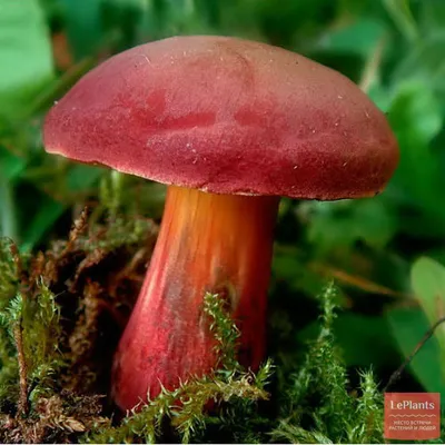 🍄 Моховик красный (Xerocomus rubellus) — Съедобные и условно съедобные  грибы, описание, фото | LePlants.ru