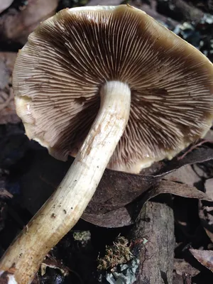 Полёвка (род грибов) (Agrocybe) - Picture Mushroom