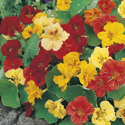 17 декоративных растений, которые зацветают в год посева | В цветнике  (Огород.ru)
