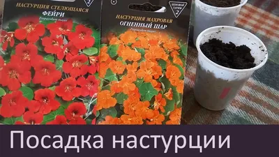 Семена для Сибири - 141. Цветы.