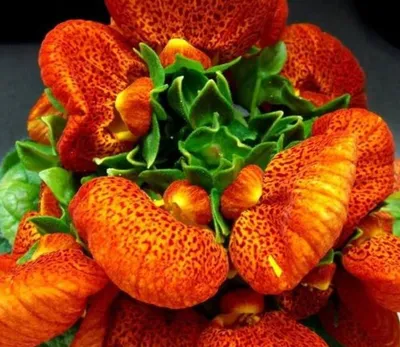 17 декоративных растений, которые зацветают в год посева | В цветнике  (Огород.ru)