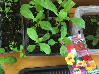 Все о выращивании немезии: уход в домашних условиях, посадка семян в  открытый грунт