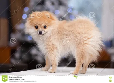 Шпиц малого щенка немецкий на Bokeh предпосылки Стоковое Изображение -  изображение насчитывающей ангстрома, природа: 80662765