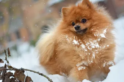 собака, собачка, шпиц, в снегу, снег, рыжий, мохнатый, лохматый, играет,  игра, палка, апорт, веселится, сухая ветка, сухая листва,… | Собачки,  Собаки, Немецкий шпиц