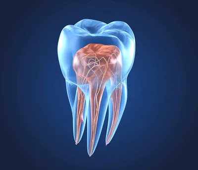 Есть ли нерв в молочных зубах и как его удаляют