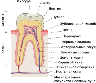 Пульпа зуба — Википедия