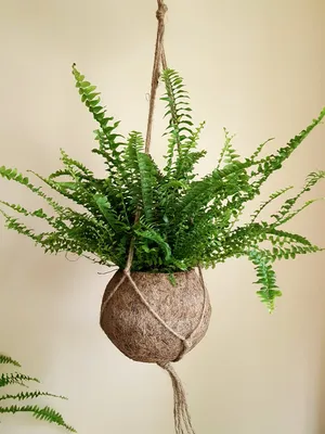 Boston Fern - Nephrolepis exaltata Green Lady — GREENARIUM | Indoor Garden  Specialists