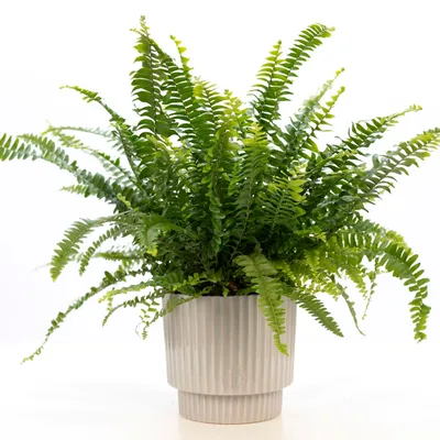 Buy house plants now Sword fern Nephrolepis 'Green Lady' with embossed  decorative pot | Bakker.com