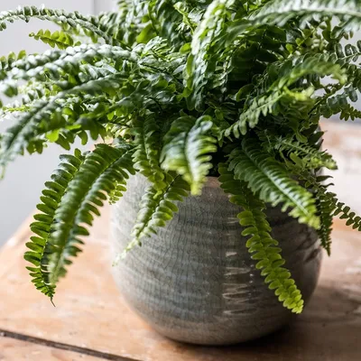 Buy Boston fern Nephrolepis exaltata 'Green Lady': Delivery by Waitrose  Garden