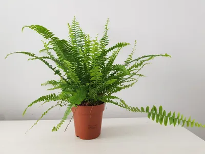 Boston Fern - Nephrolepis exaltata Green Lady — GREENARIUM | Indoor Garden  Specialists