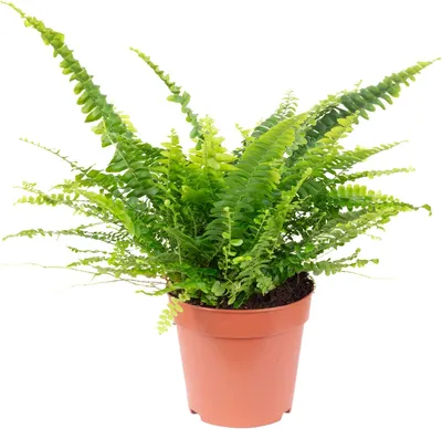 Schwertfarn 'Green Lady' - echte Zimmerpflanze, Nephrolepis - Höhe ca. 35  cm, Topf-Ø 12 cm : Amazon.de: Garten