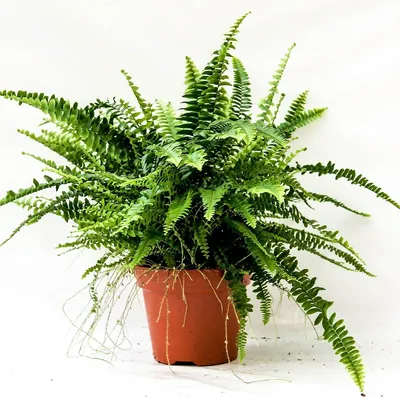 Nephrolepis exaltata “Green Lady”, Boston Fern or Sword Fern - Platino Mart