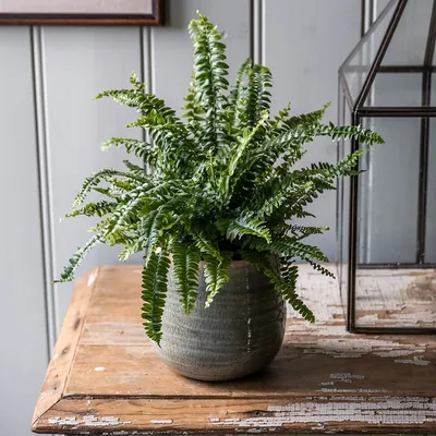 Buy Boston fern Nephrolepis exaltata Green Lady: £6.99 Delivery by Crocus