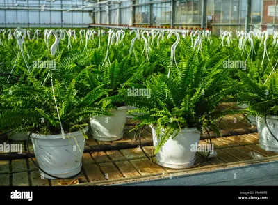 Nephrolepis Green Lady, Zimmerpflanzen kultiviert als dekorative oder  ornamentalen Blumen, wachsen im Gewächshaus, für den Transport zum Verkauf  bereit Stockfotografie - Alamy