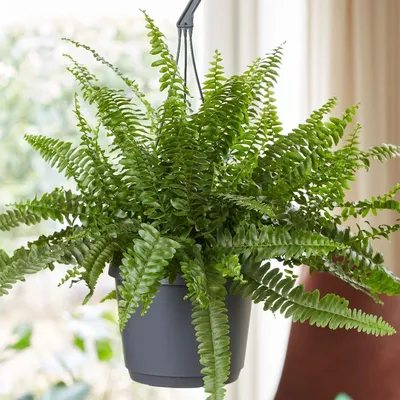 Nephrolepis exaltata “Green Lady”, Boston Fern or Sword Fern-Indoor Plants