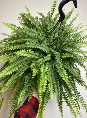 Nephrolepis exaltata 'Green Lady' (Boston Fern) in 12cm Pot - Urban Plant  Life